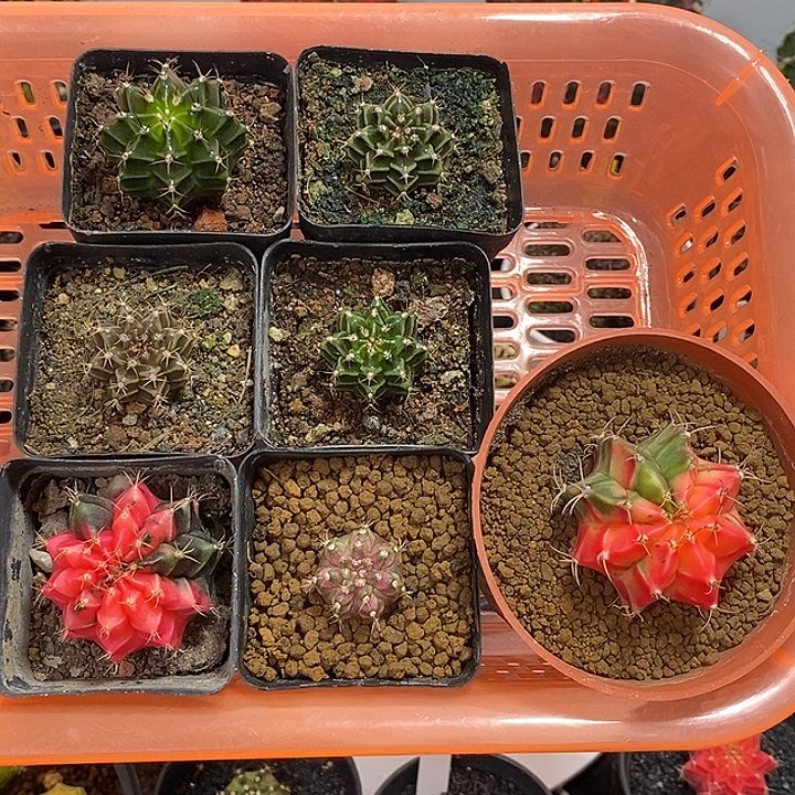一筐7颗40米福利—脱土发货