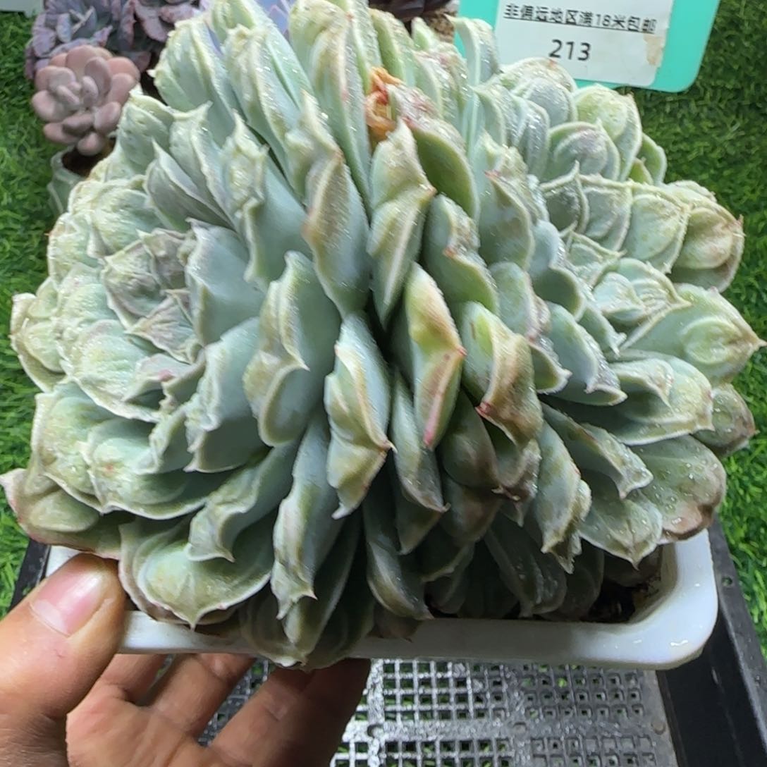 唐二姐多肉编号213