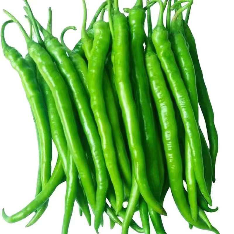 C绿色杭椒240g～265g辣椒辣椒同城配