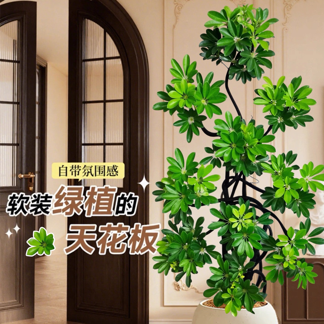 鸭脚木造型老桩大型网红落地绿植室内客厅四季常青好养植物