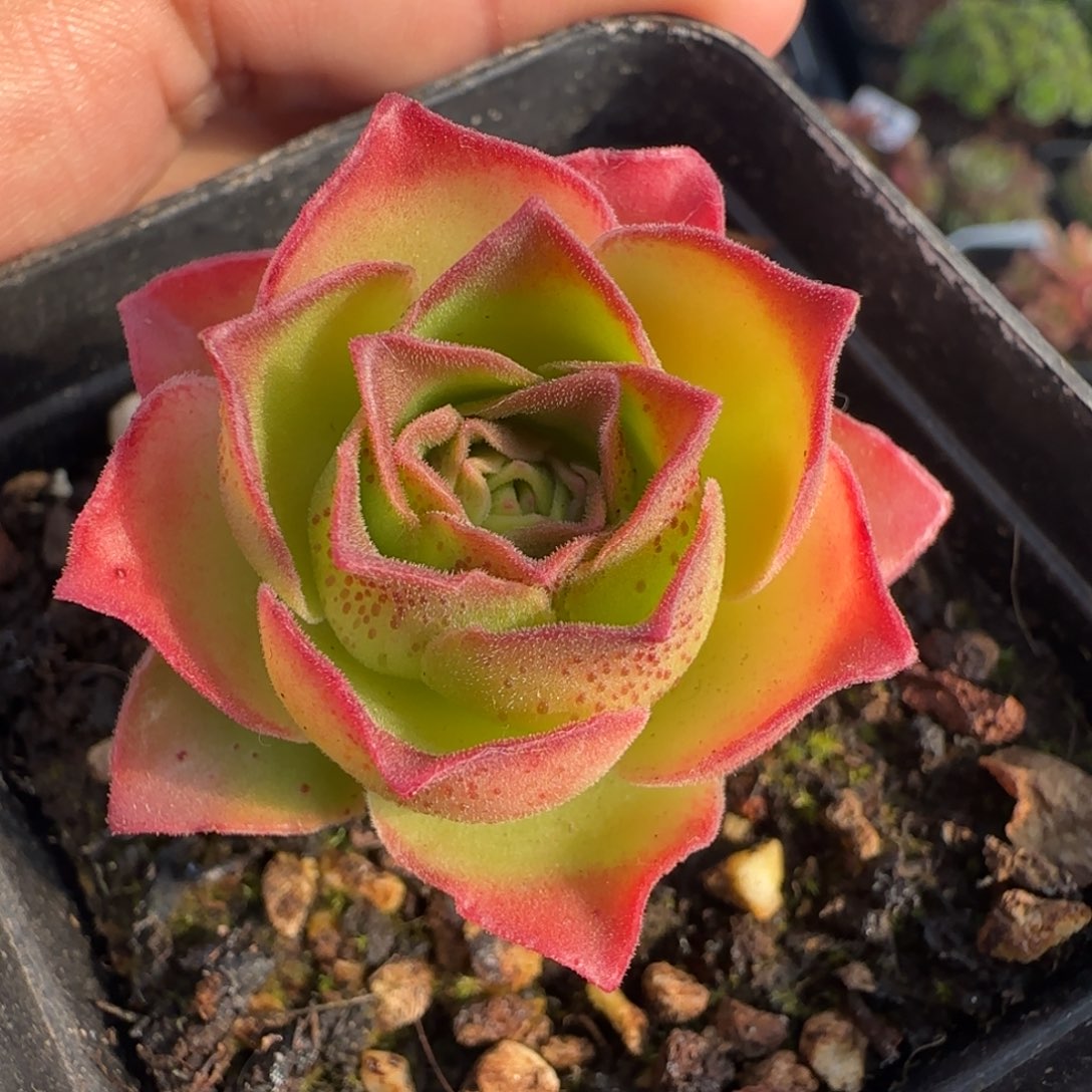 电***芬L683半城玫瑰连生宛不含盆土