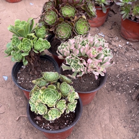 826多肉植物组合，