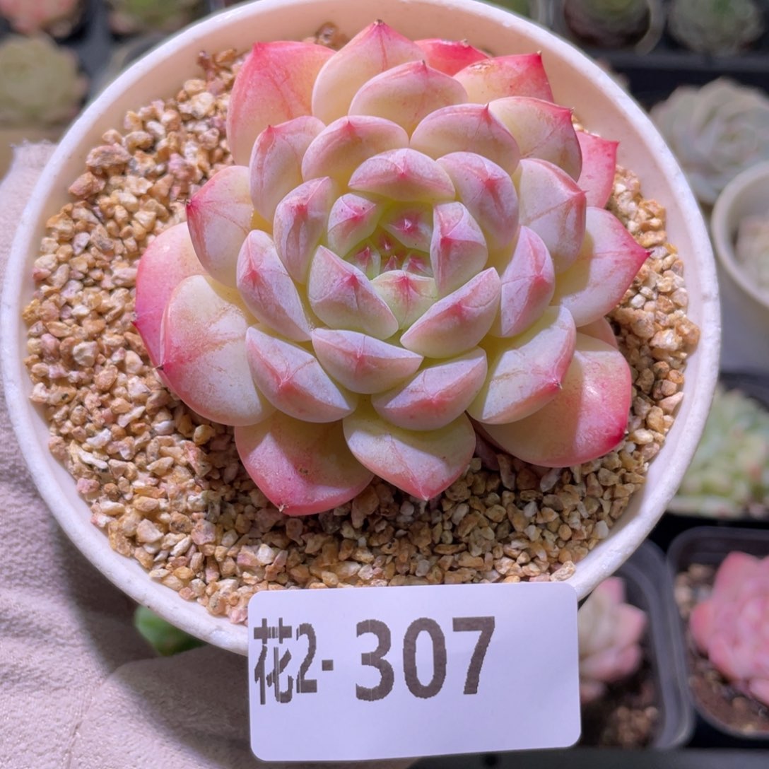 花利美2-307白桃汽水