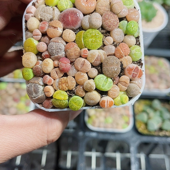 屁屁花新手好养的