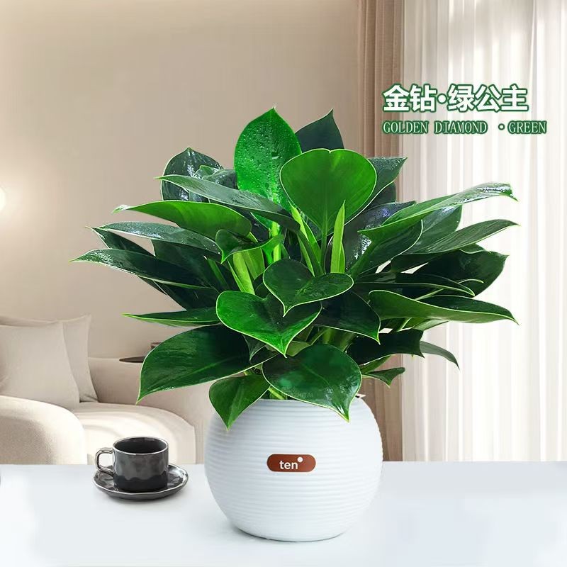 植物水培大叶金钻四季常青盆栽空气净化办公室吸甲醛防辐射绿植