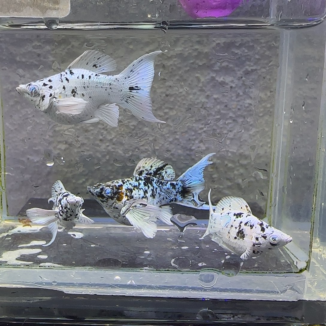 孔雀鱼奶牛2对。51号