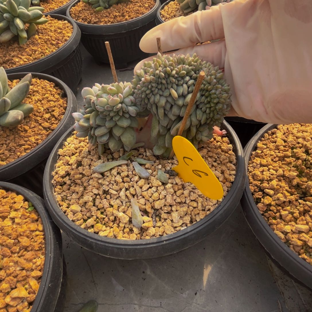 c6星星橙缀化呀呀呀呀