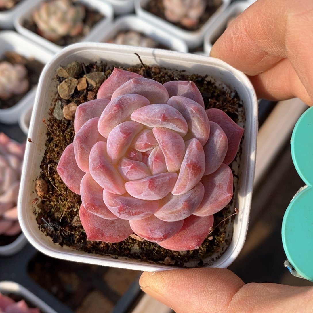 精品多肉一物一拍不包整147