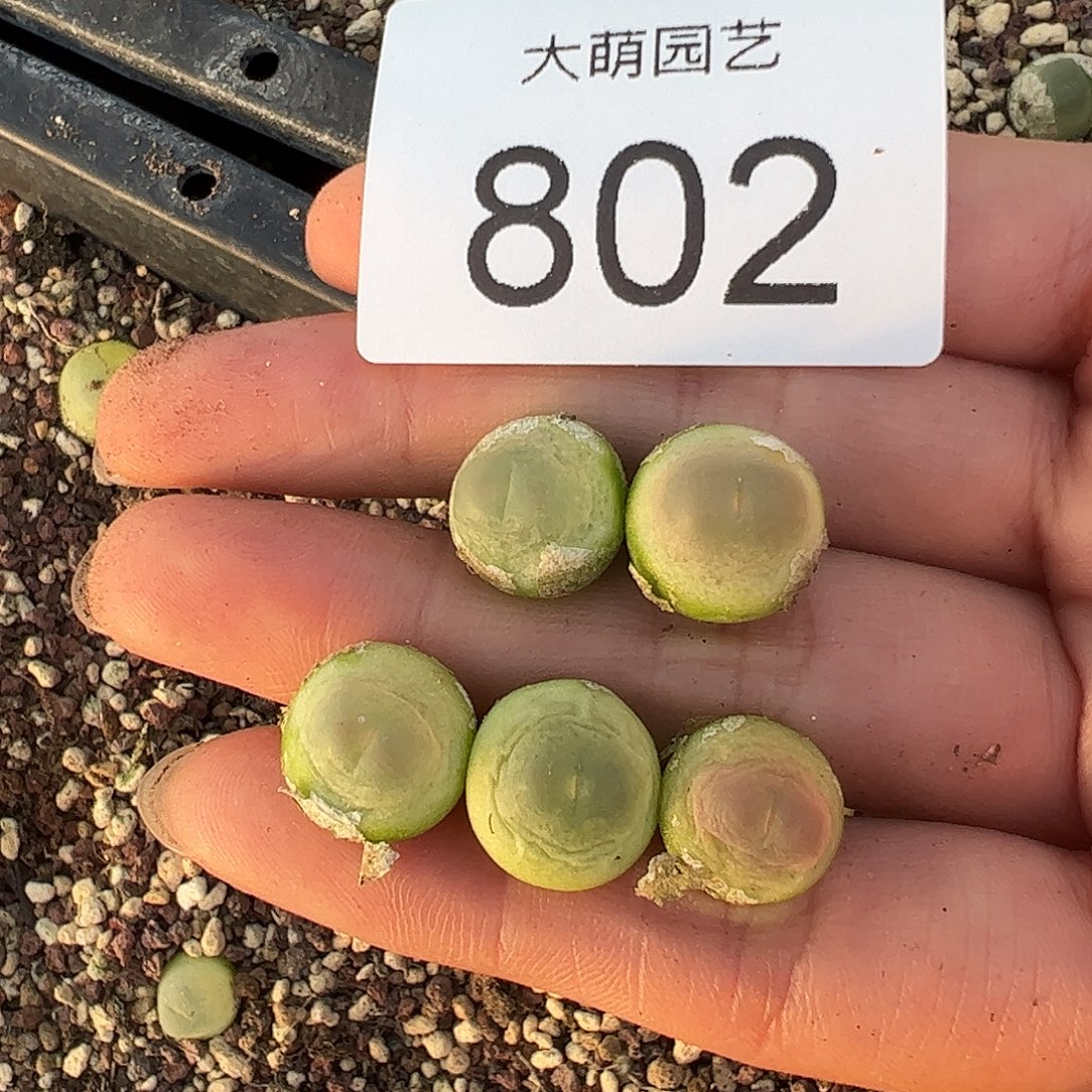 一物一拍5颗拉登。  802