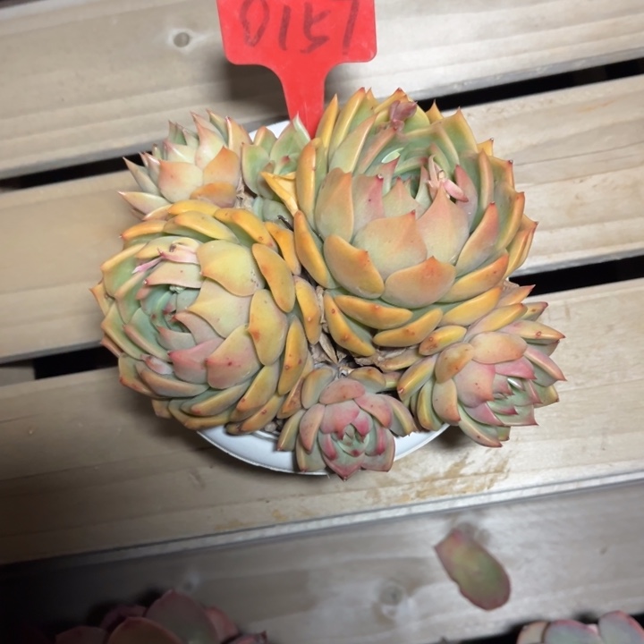 黄金弗兰克多肉植物0157