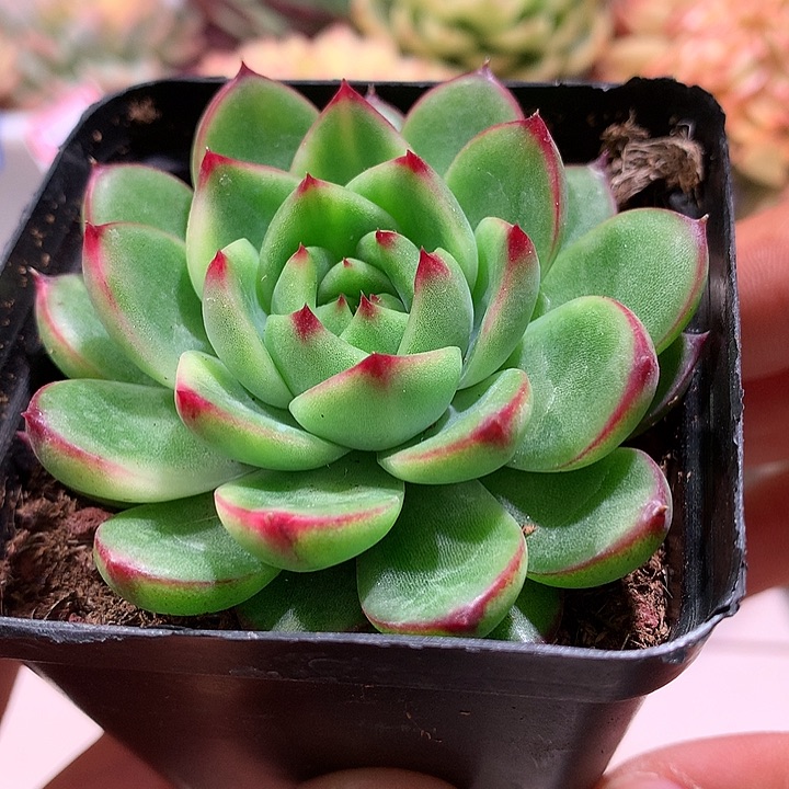 月亮石少锦少锦少锦