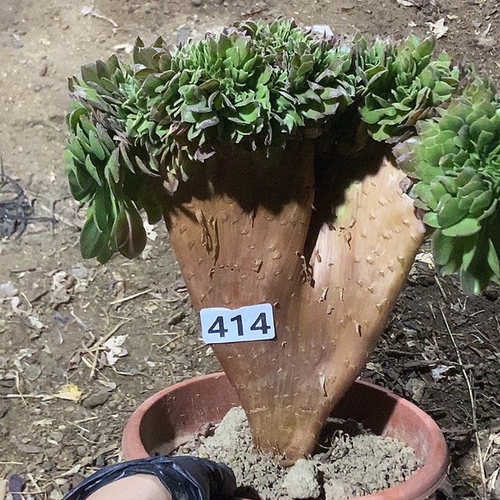 414万缀老板子微瑕疵