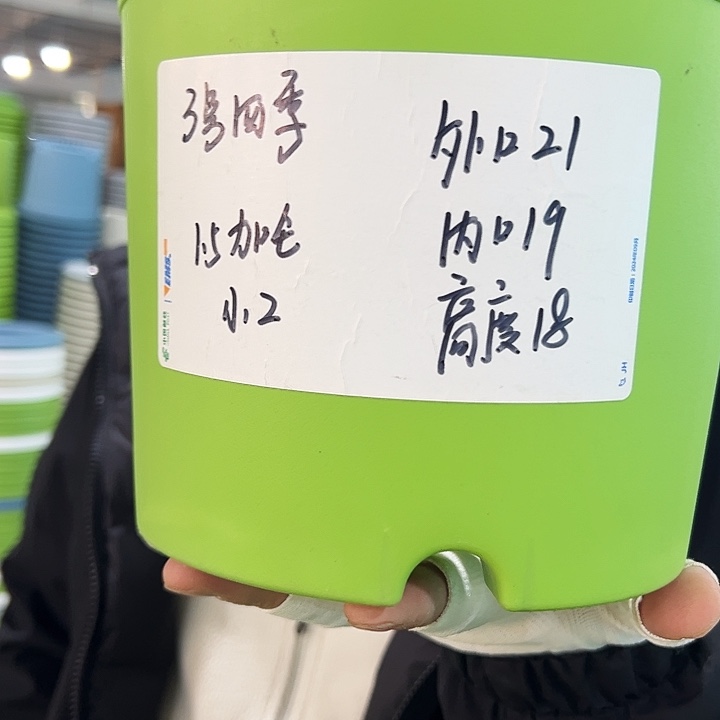 特价3号四季口21高18果绿色10个无托