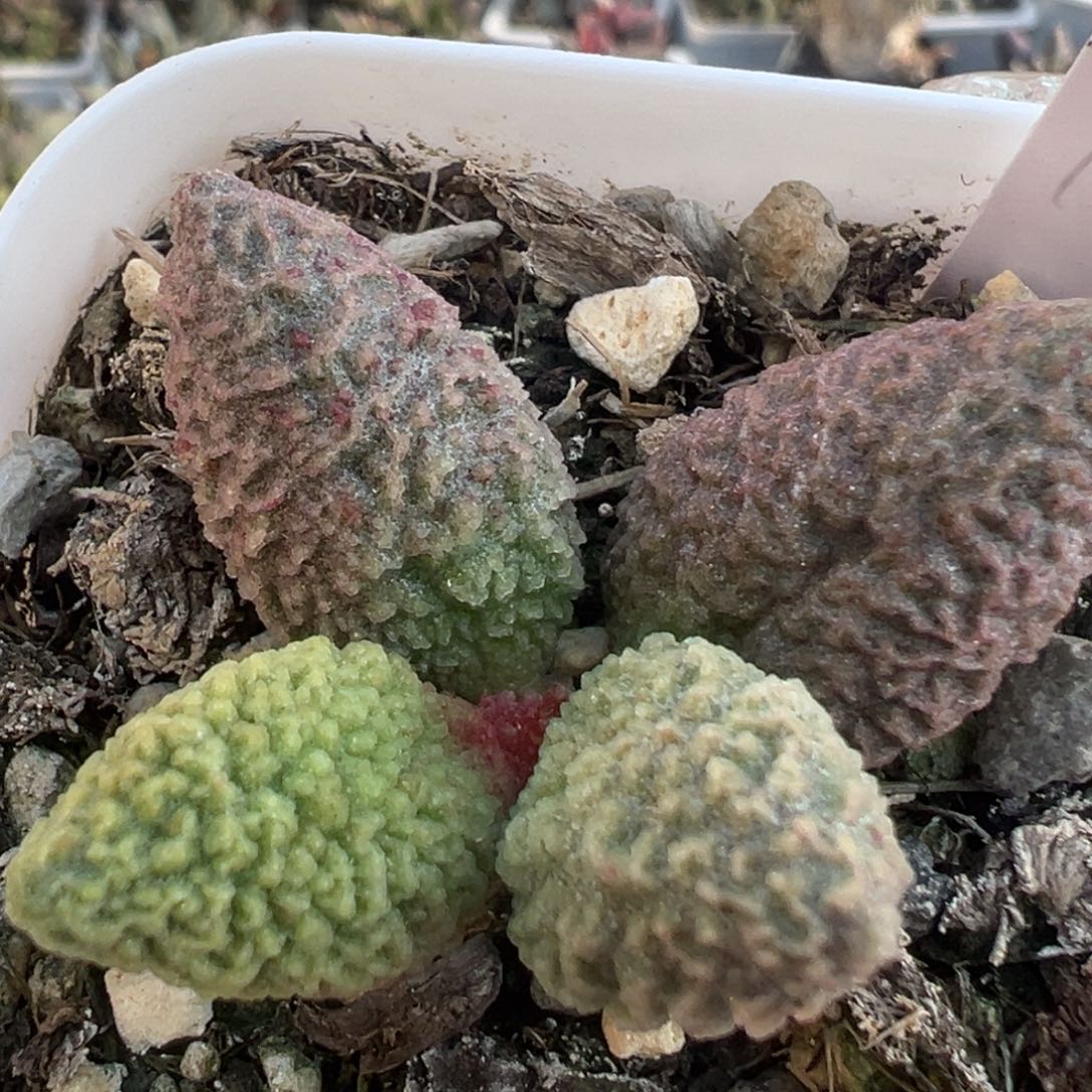 实生多肉植物新品93