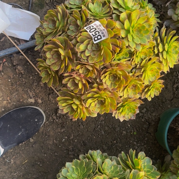 斑澜花30-22包邮花花