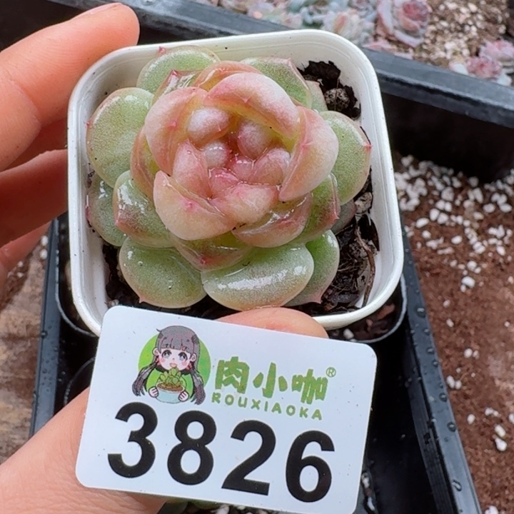 小*婆多肉植物多肉植物