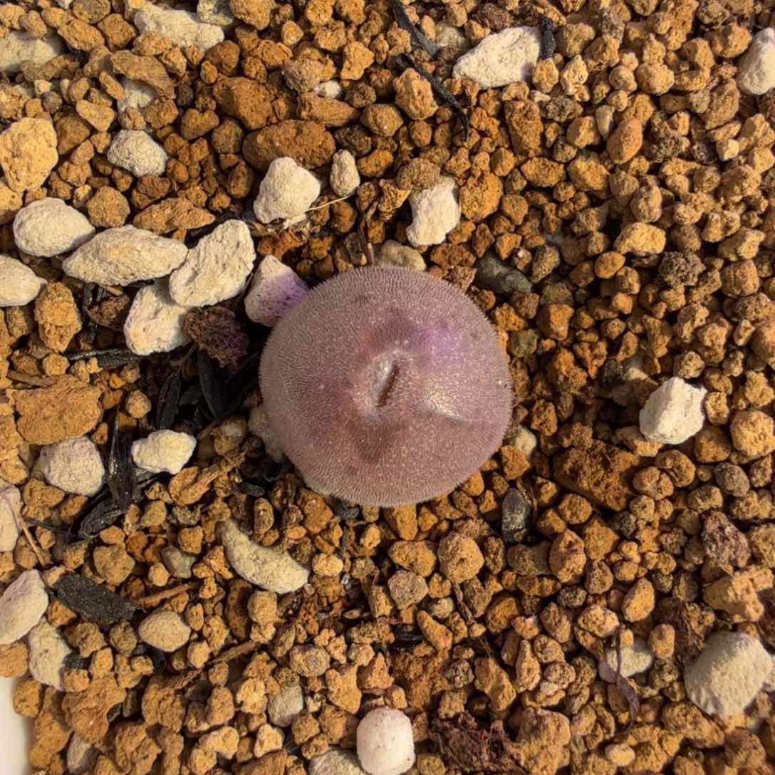 M****蔓韩国大眼睛 tt 11-30-L9