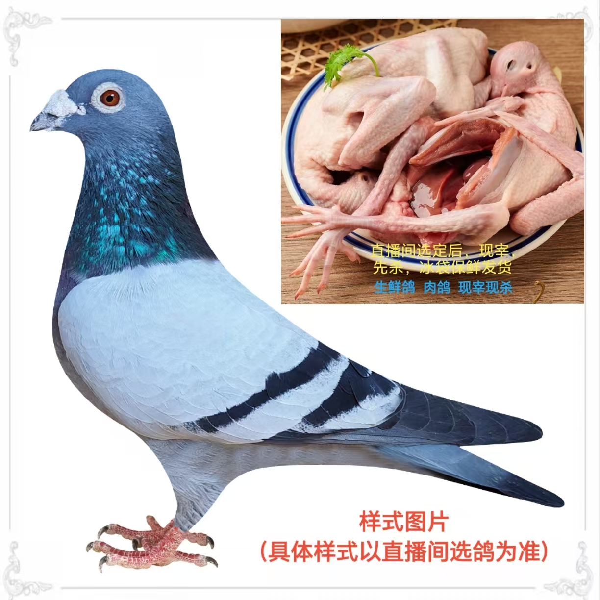 生鲜鸽肉鸽现杀新鲜鸽子杀农家散养乳鸽生鲜土鸽老鸽子肉