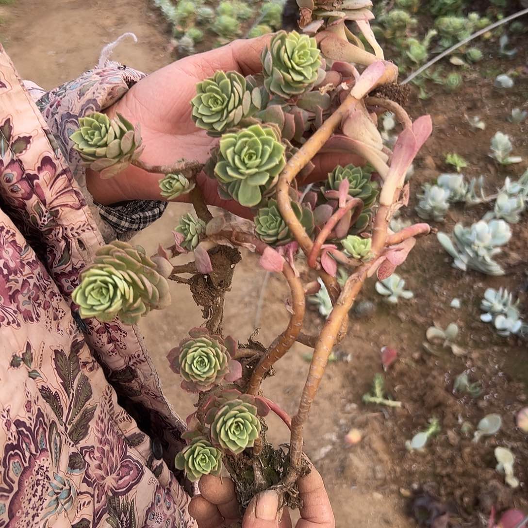 多肉植物绿墙微群