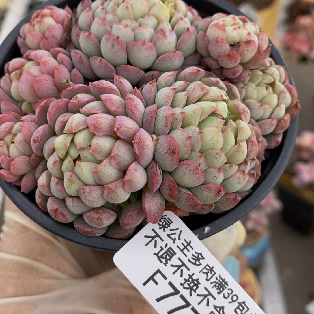 羊脂球777/8cm的肉