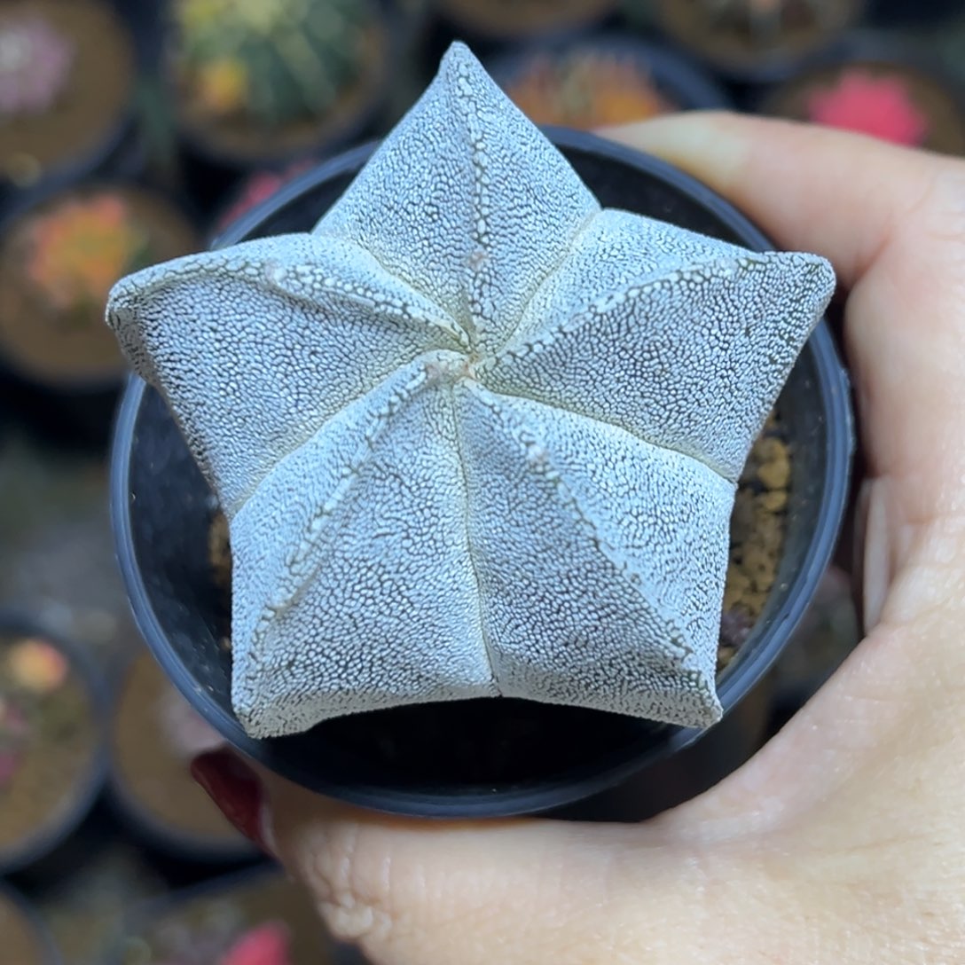 实生仙人球，带盆土发货