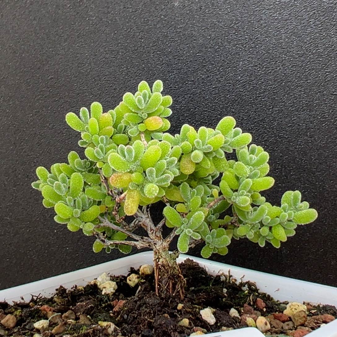 dy3469精控老桩翡翠冠幅7.5cm