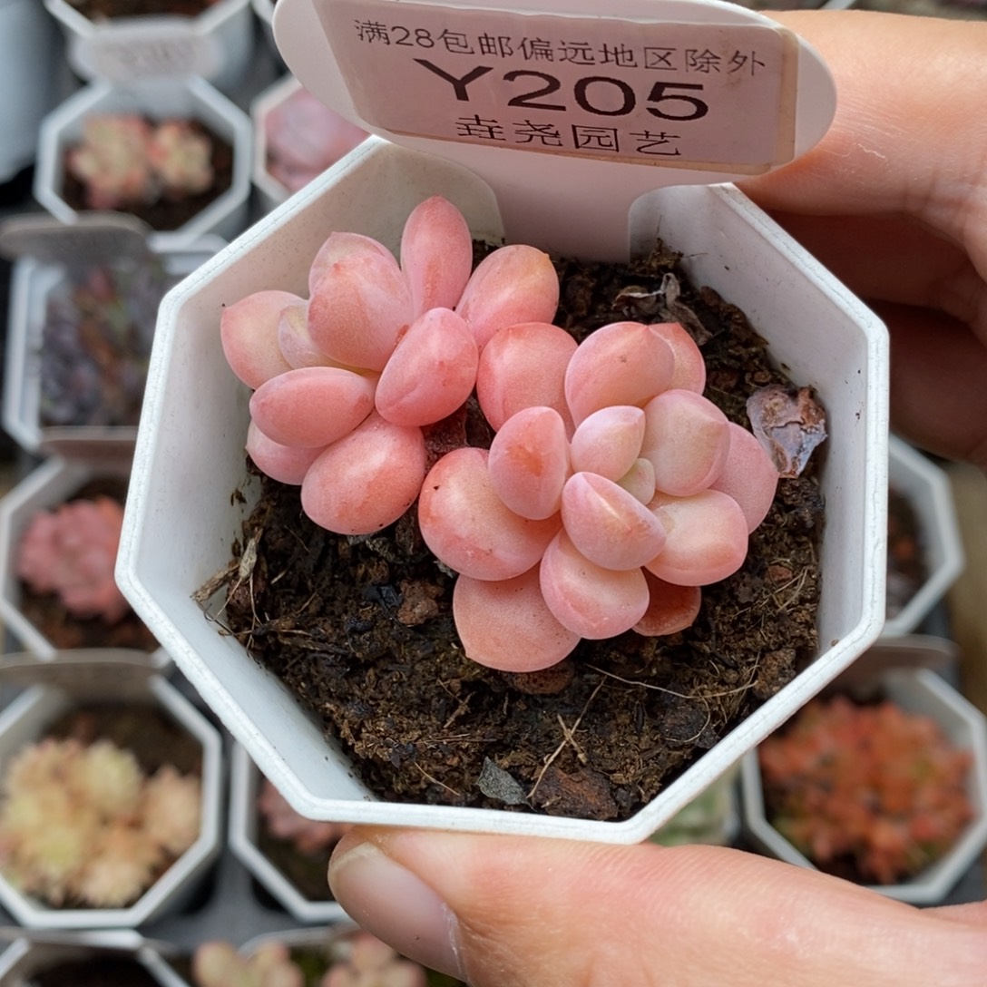 0205 双头 白鹭 5cm 