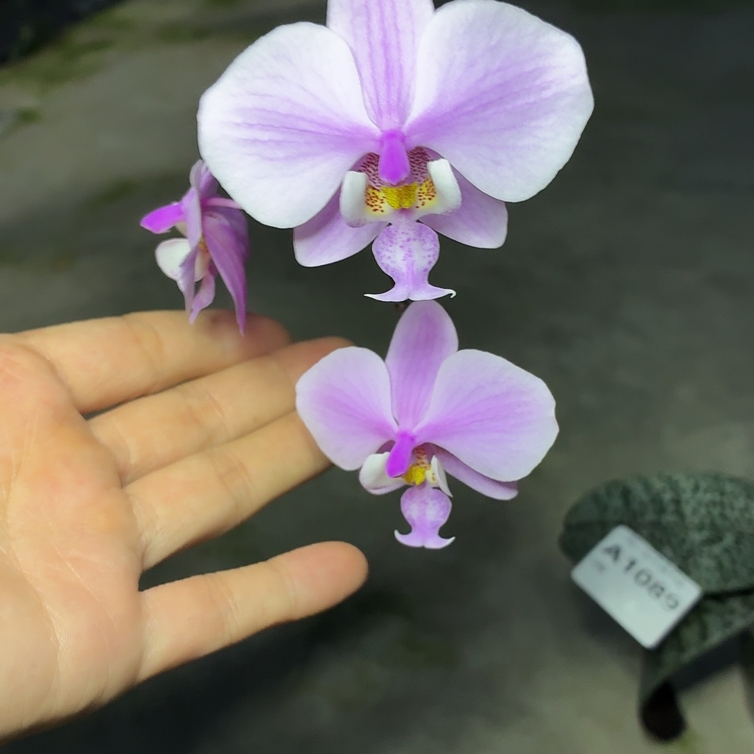 当前无花朵，栽培后可花朵A1089yss1183