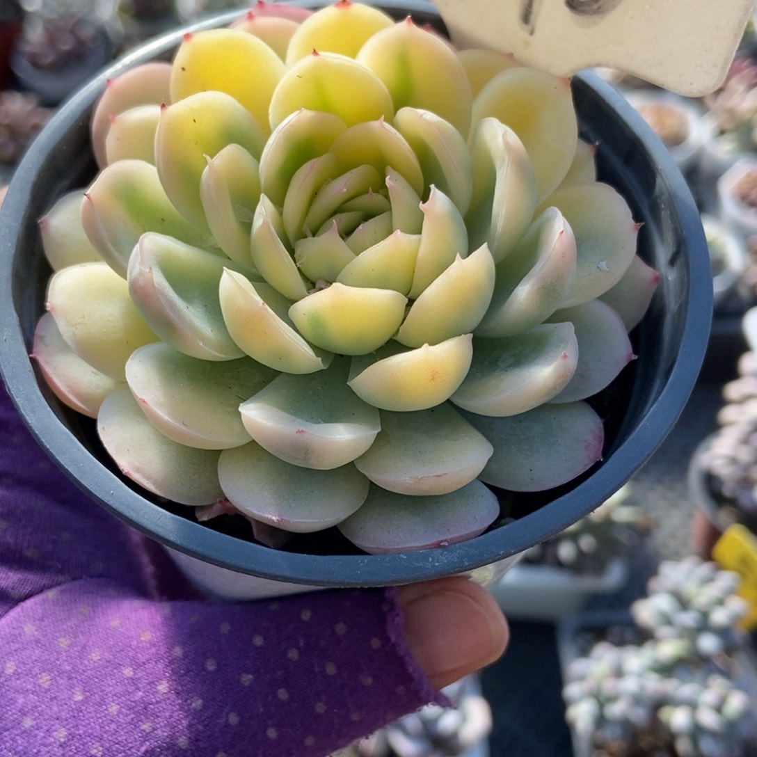 1990草莓冰锦多肉植物