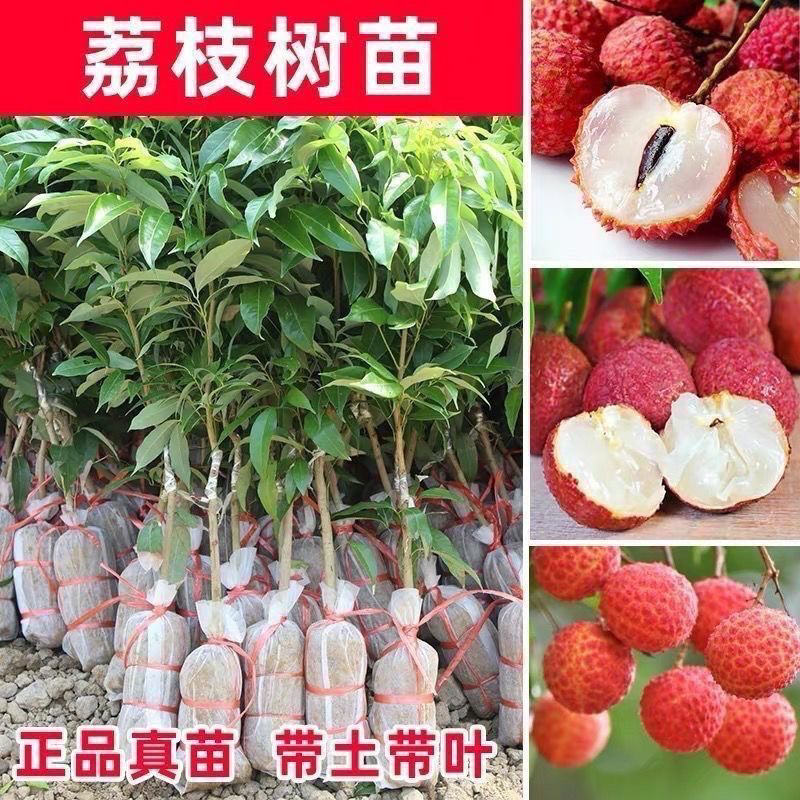 无核荔枝苗带土带叶嫁接桂味仙进奉适合南方盆栽地栽