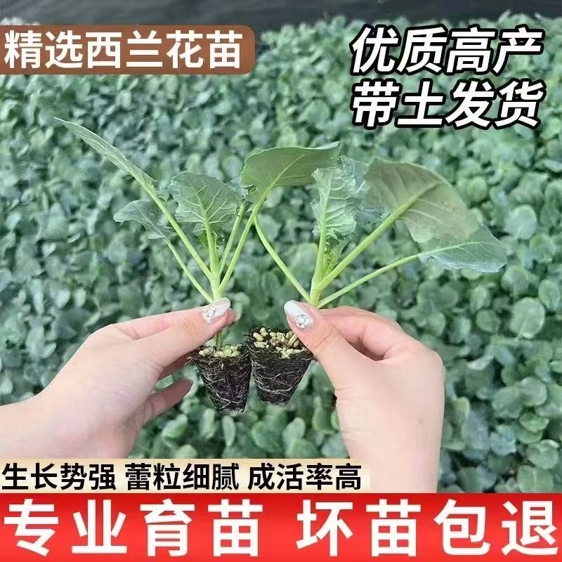 西兰花苗有机西蓝花苗带土秧苗绿色花菜花椰菜户外抗寒冬季易成活