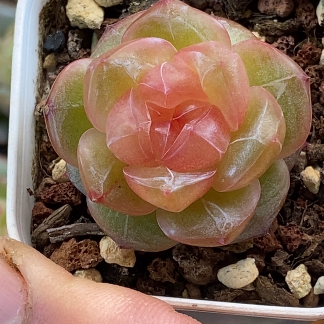 天官赐福百无禁忌