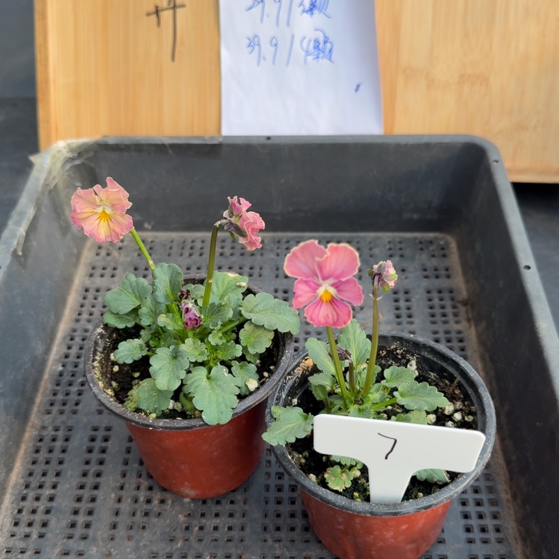 完全开放角堇心跳7