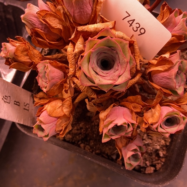 香***香7439山地玫瑰花群