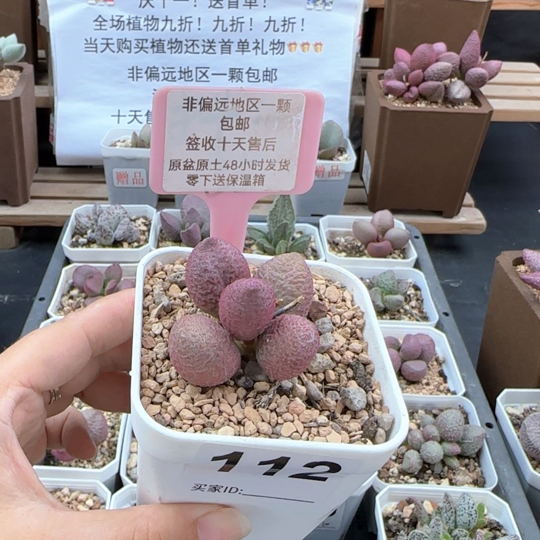 112服部多肉植物