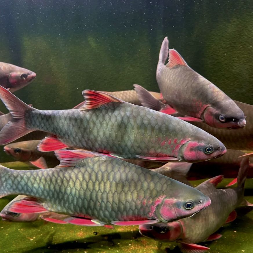 【青竹鲤大鱼】青竹鱼大鱼成年倒刺鲃淡水观赏鱼发色两年以上大鱼