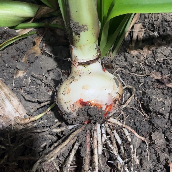 平***园无花朵梦里寻他。 7厘米