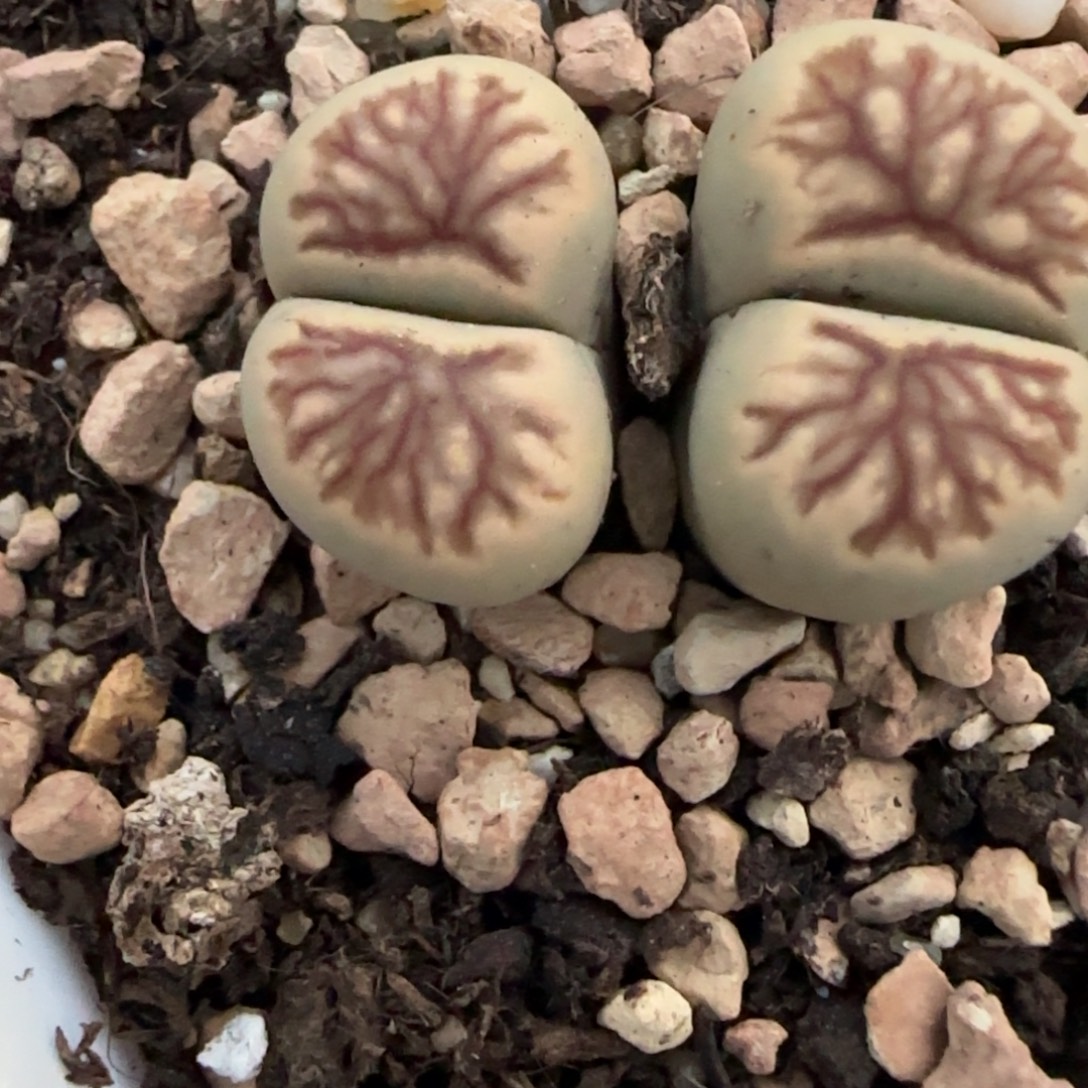 小****130福利专拍30包邮