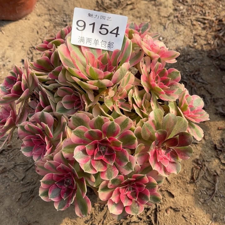 9154女巫的人多肉的