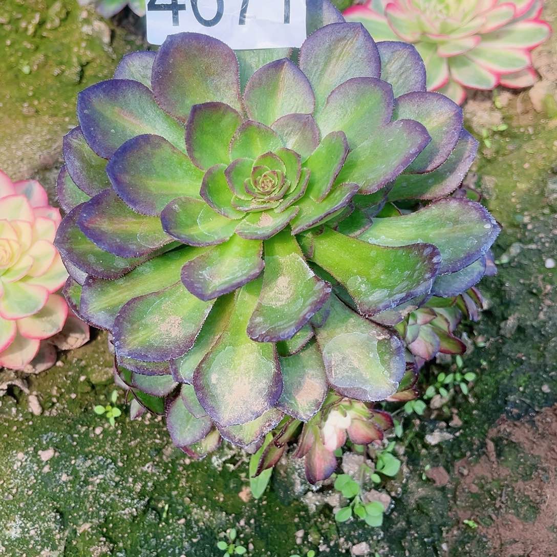 4671海王七彩多肉植物