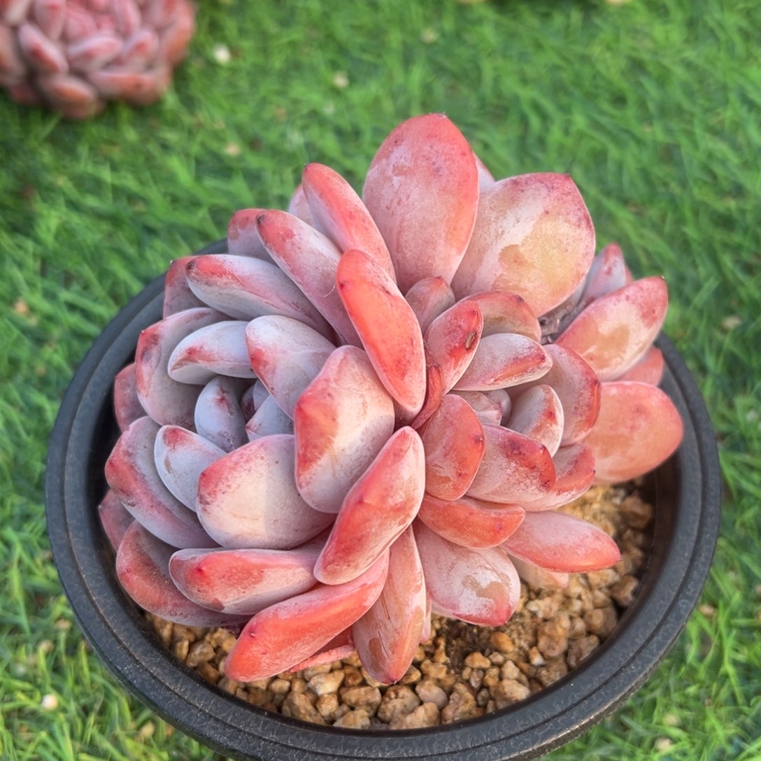 啊石榴籽星影小树福利