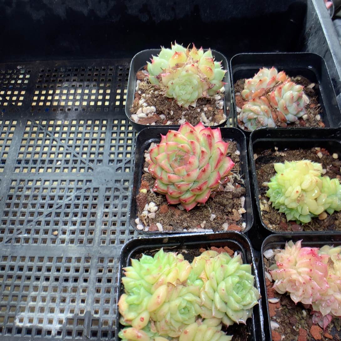 C8y y y y y y y