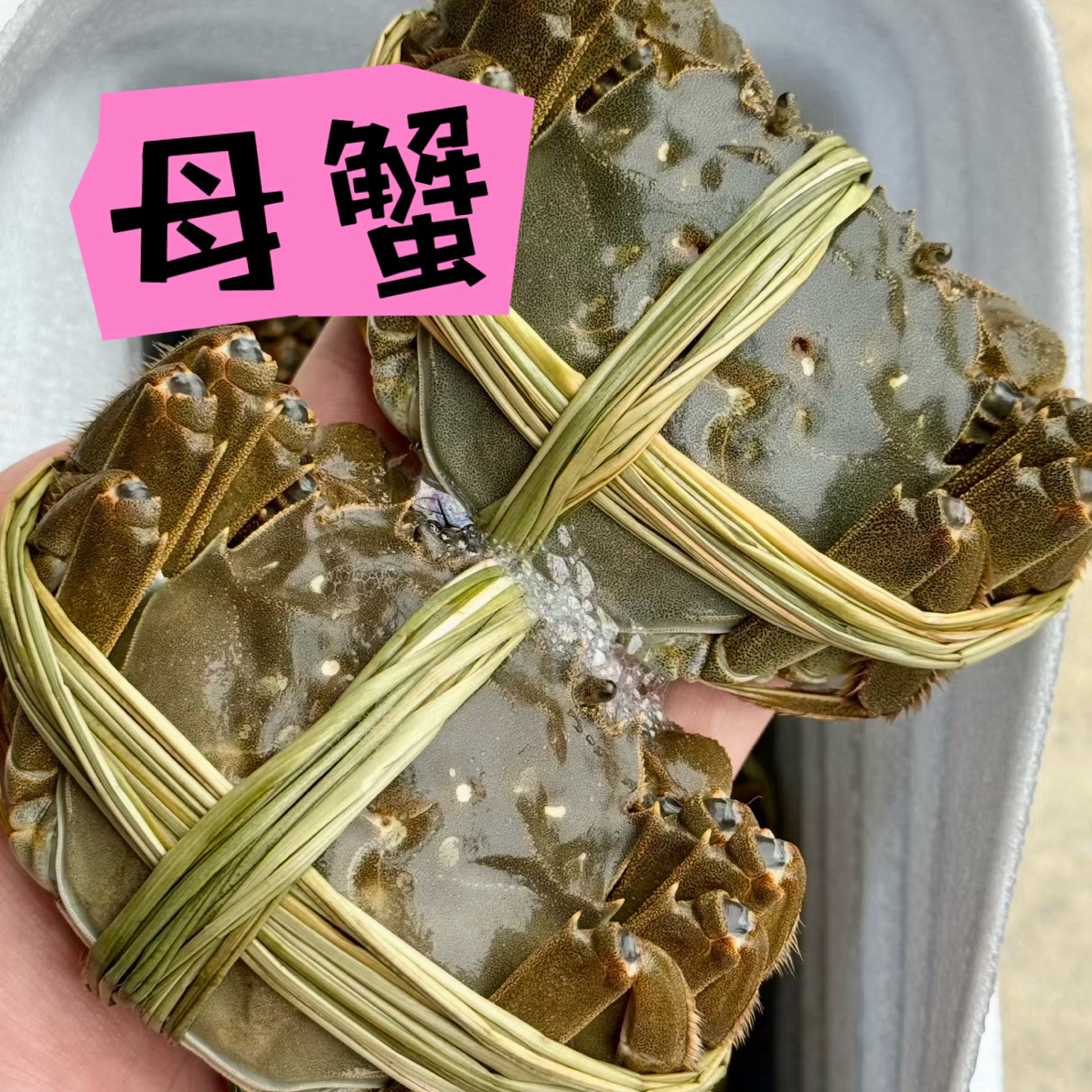 精品硬黄母蟹1只（2.3-2.1两/只）活蟹 江苏蟹武汉小时达