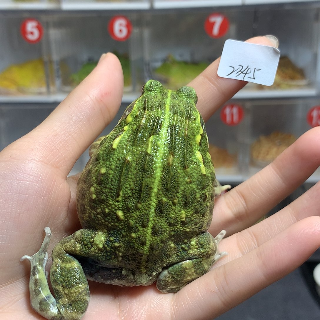 角蛙2345竖纹非牛 过两天发