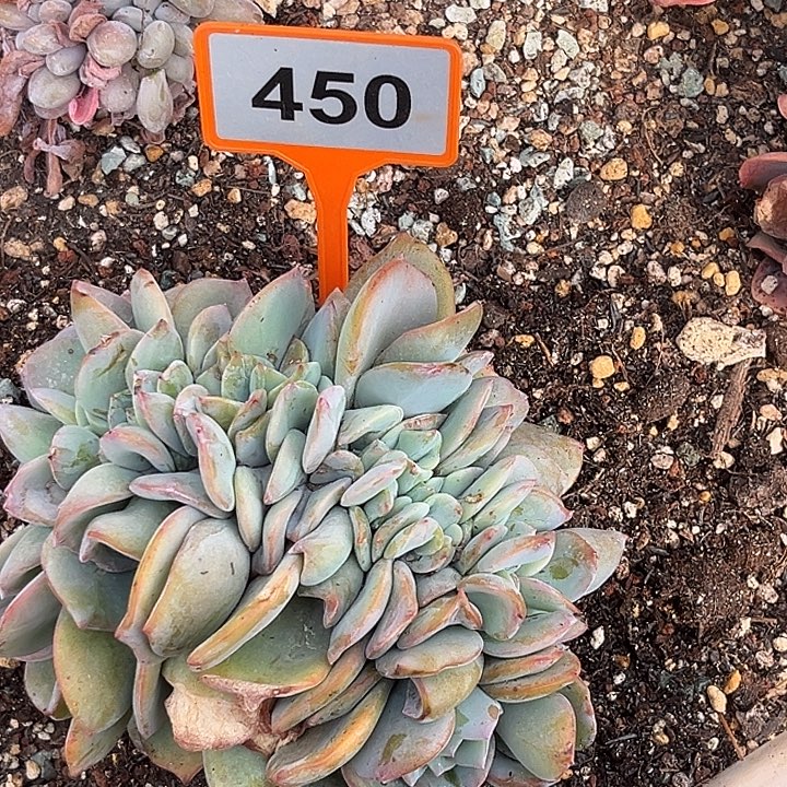 勇***前多肉植物白凤缀化450