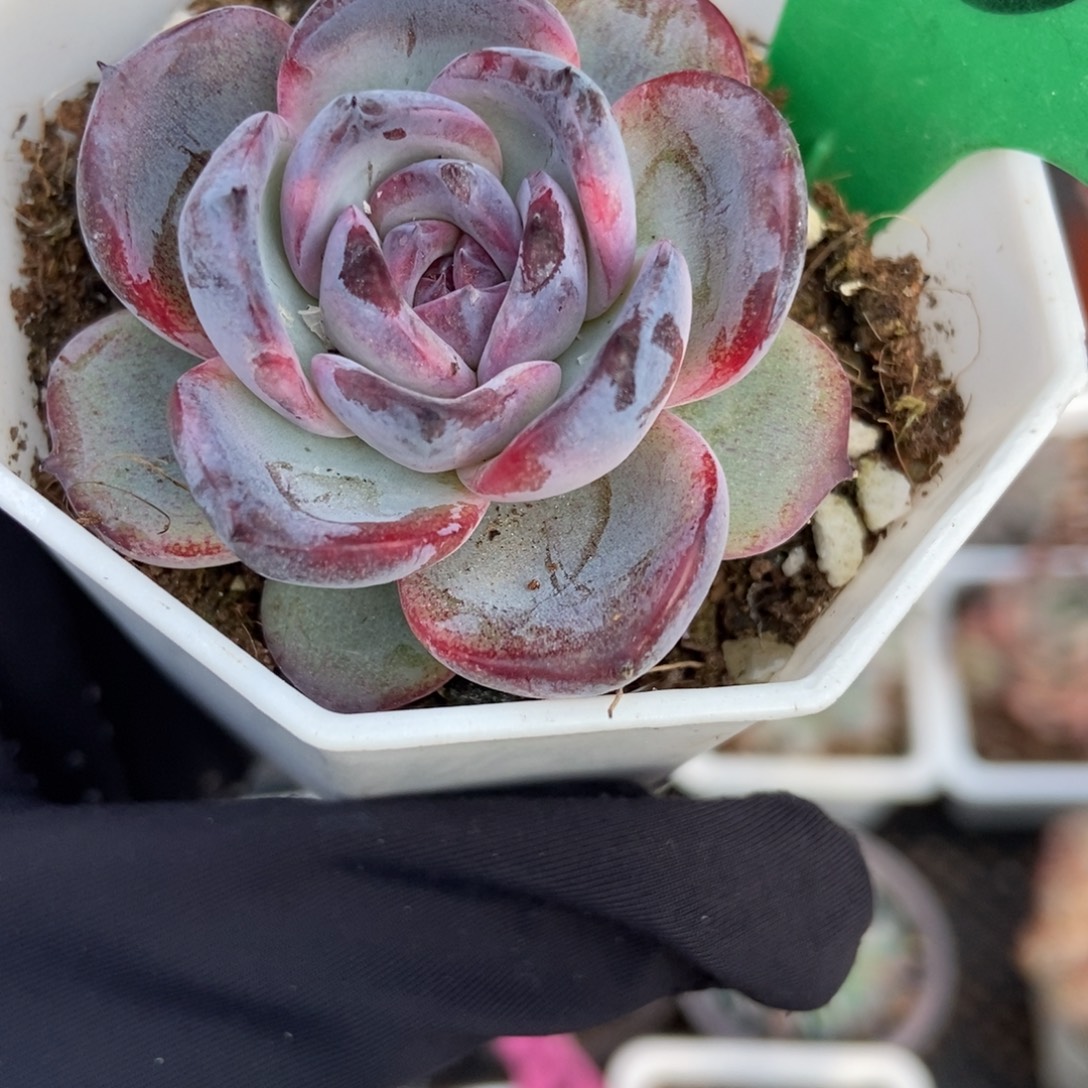 1634黑橙多肉植物