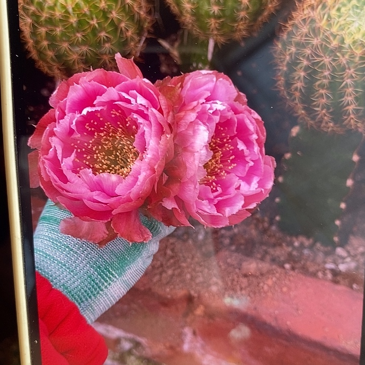 L33丽花3-4公分两颗