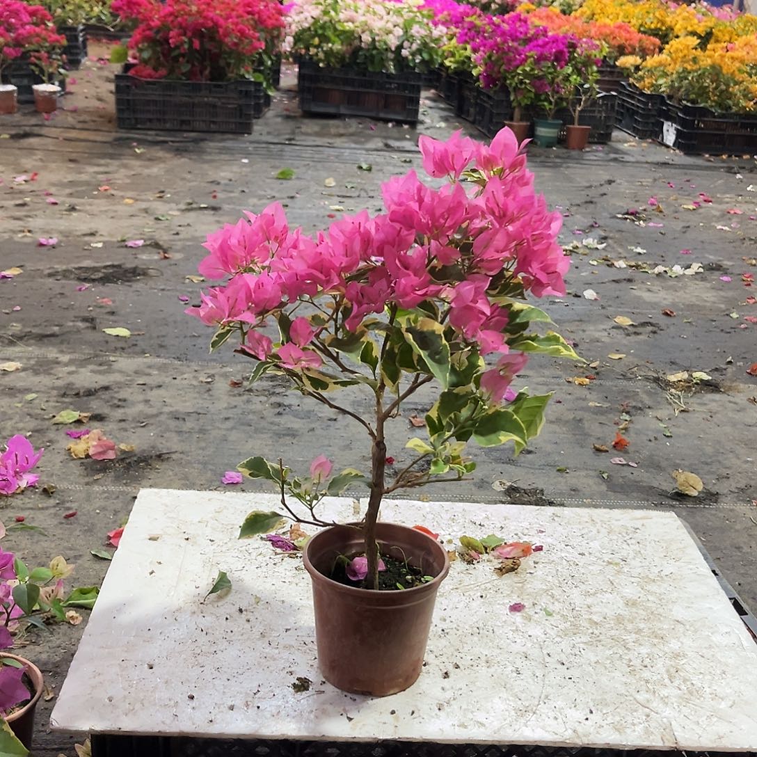 大部分花苞少量开放蜡染粉掌中宝一颗