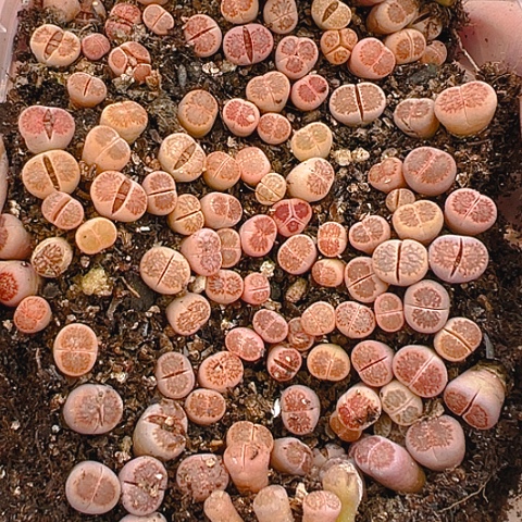 【闪购商品】24907