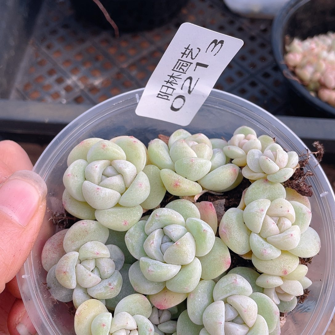 多肉植物多肉植物213